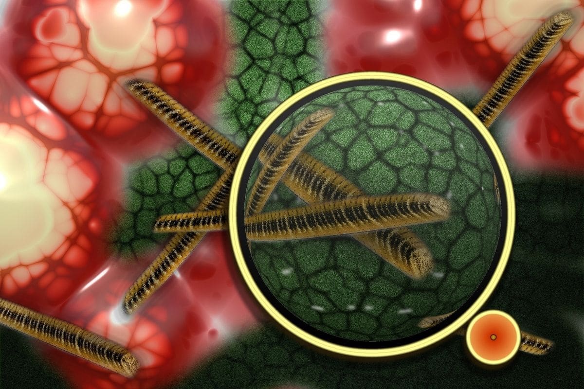 Kutu super lebih mematikan daripada malaria atau AIDS di tahun 2019